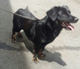 Dally - Dachshund + Samoyed Dog