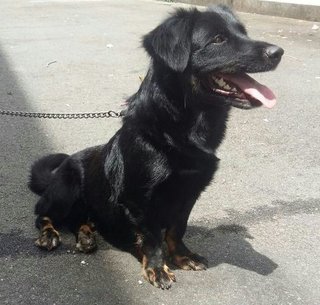 Dally - Dachshund + Samoyed Dog