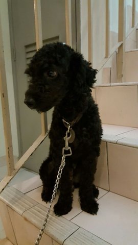 Jacky - Poodle Dog