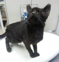 "At the vets - meowing loudly for hands to pet me."