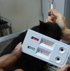 "My FIV + FeLV test: Negative too! :D That's me in the backdrop nudging the vets hand."