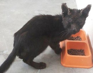 "Having my first meal, couldn't stop looking at foster mum (she thinks I was trying to say thanks)."