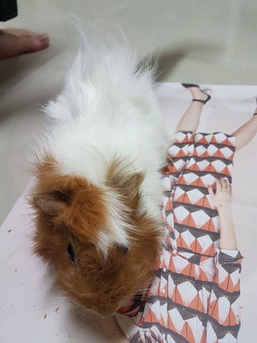 PF81757 - Guinea Pig Small & Furry