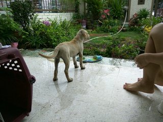 Baby - Labrador Retriever Mix Dog