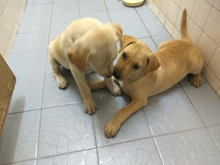 Baby - Labrador Retriever Mix Dog