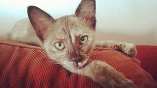 Unicorn - Burmese + Tonkinese Cat