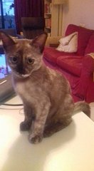 Unicorn - Burmese + Tonkinese Cat