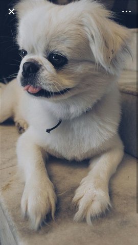 Jojo - Shih Tzu + Pekingese Dog