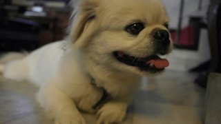 Jojo - Shih Tzu + Pekingese Dog