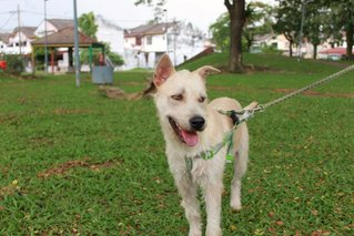 Mixed Breed-terrier - Terrier Mix Dog