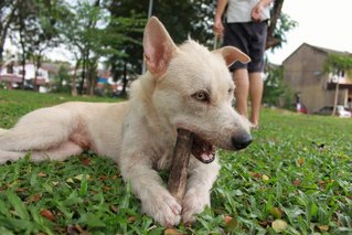 Mixed Breed-terrier - Terrier Mix Dog