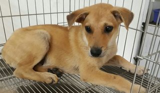 Ladybug - Labrador Retriever Mix Dog