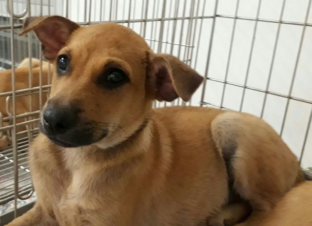 Alfie - Yellow Labrador Retriever Mix Dog