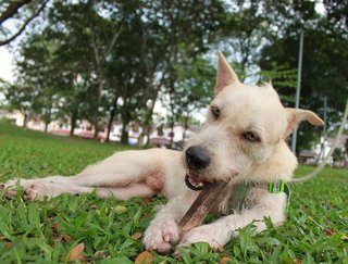 Terrier-mixed Breed - Terrier Mix Dog