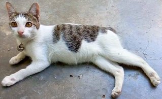 Xiao Di Di - Domestic Short Hair Cat