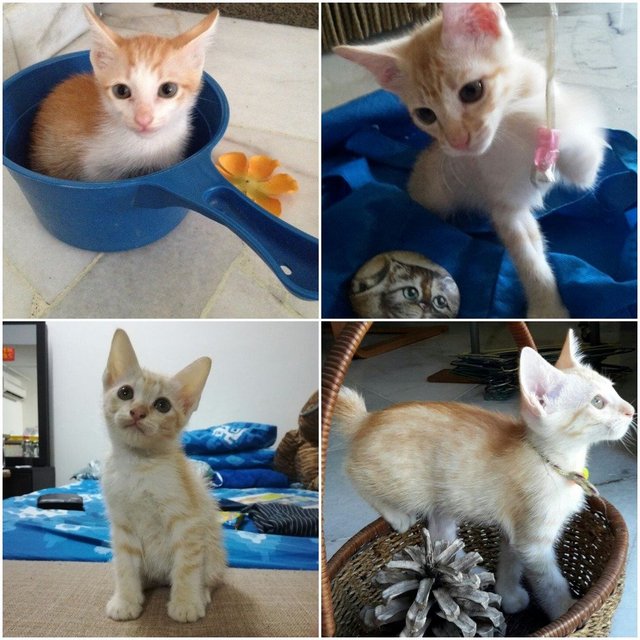 3 Musketeers - Domestic Short Hair Cat