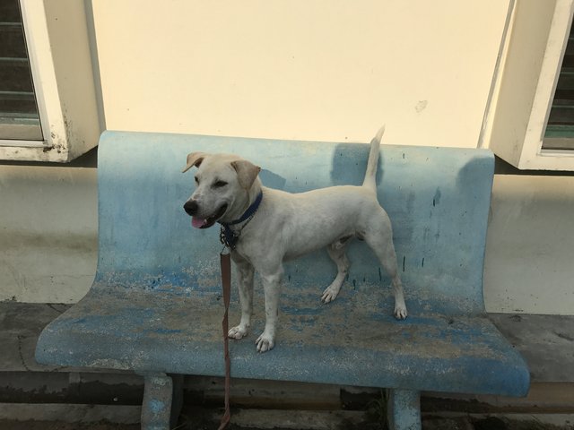 Happy - Dalmatian Mix Dog