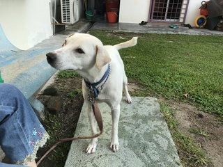 Happy - Dalmatian Mix Dog