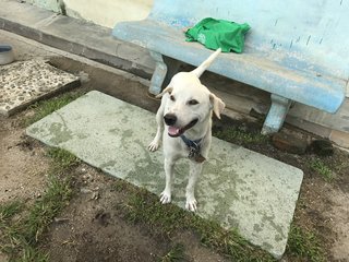 Happy - Dalmatian Mix Dog