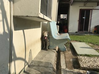 Happy - Dalmatian Mix Dog