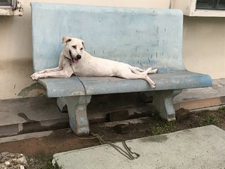 Happy - Dalmatian Mix Dog