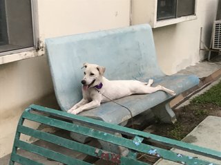 Happy - Dalmatian Mix Dog