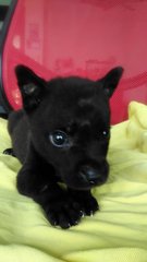 Little Bear:black Lab Mix - Mixed Breed Dog