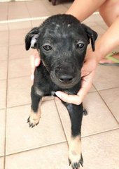 No Name - Mixed Breed Dog