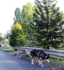 Rex - Husky Dog