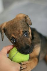 Prettygirl - Mixed Breed Dog