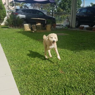 Belle - Poodle Dog