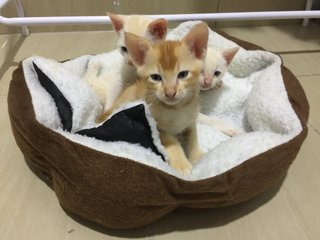 Lala, Lili &amp; Lulu - Domestic Short Hair Cat