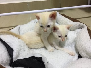 Lala, Lili &amp; Lulu - Domestic Short Hair Cat