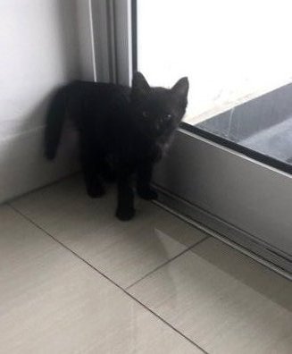 Bean The Black Kitten - Domestic Short Hair Cat