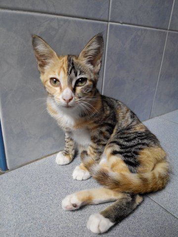 Kitty 1 - Domestic Short Hair Cat