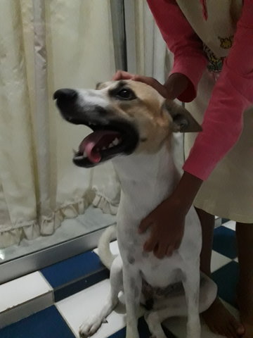 Hazel - Mixed Breed Dog