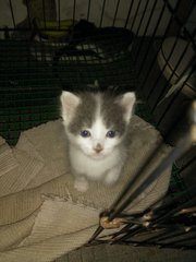 3 Kitties - Domestic Medium Hair + Domestic Short Hair Cat