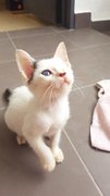 Little Baby - Domestic Short Hair Cat