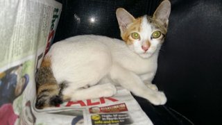 Lily The Kitten @ Damansara! - Domestic Medium Hair Cat