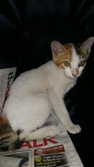 Lily The Kitten @ Damansara! - Domestic Medium Hair Cat