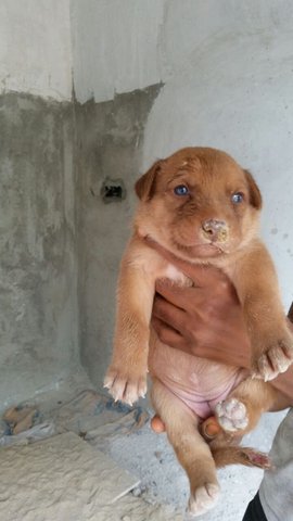 Puppies - Mixed Breed Dog