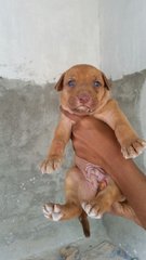 Puppies - Mixed Breed Dog