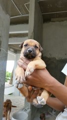 Puppies - Mixed Breed Dog