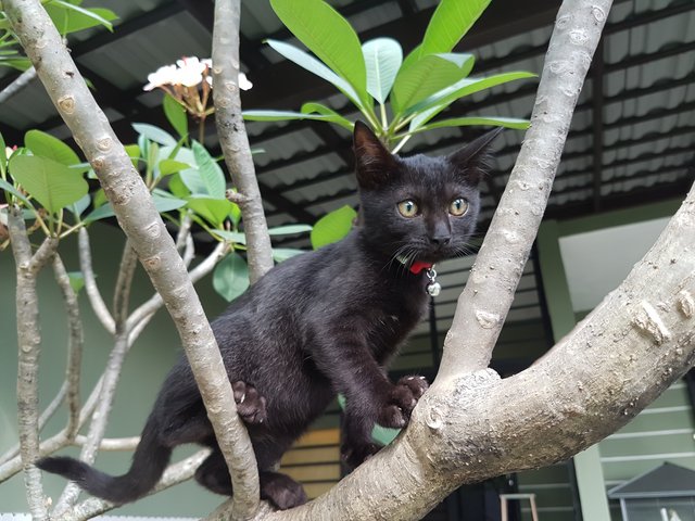 Onyx - Domestic Short Hair Cat