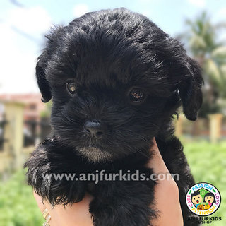 Adorable Maltese Mix Poodle Pup1pies - Maltese + Poodle Dog