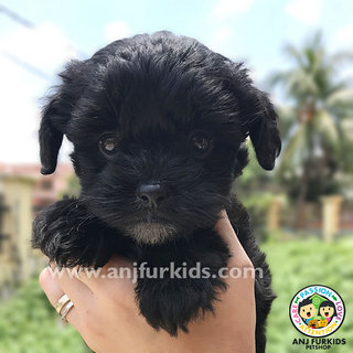 Adorable Maltese Mix Poodle Pup1pies - Maltese + Poodle Dog