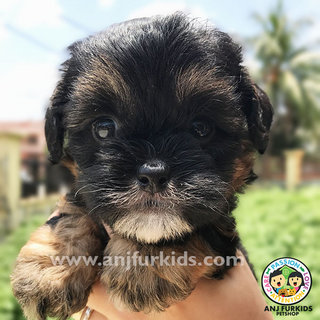 Adorable Maltese Mix Poodle Pup1pies - Maltese + Poodle Dog