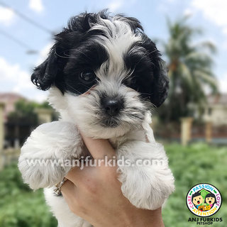 Adorable Maltese Mix Poodle Pup1pies - Maltese + Poodle Dog