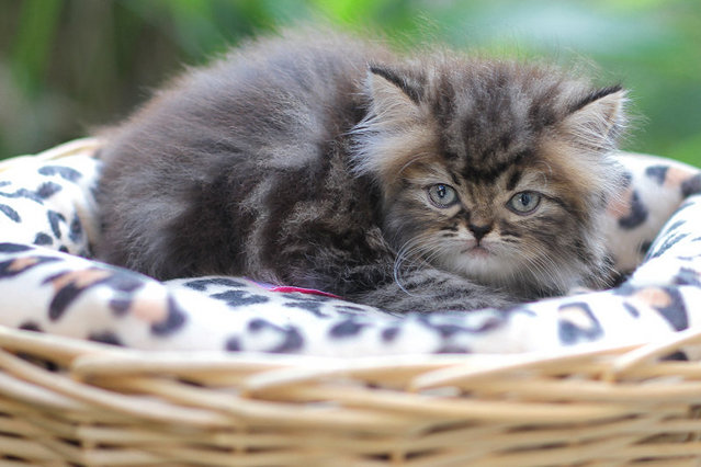 Mariyana - Persian Cat