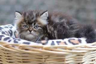 Mariyana - Persian Cat